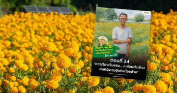 ดาวเรืองเงินแสน2