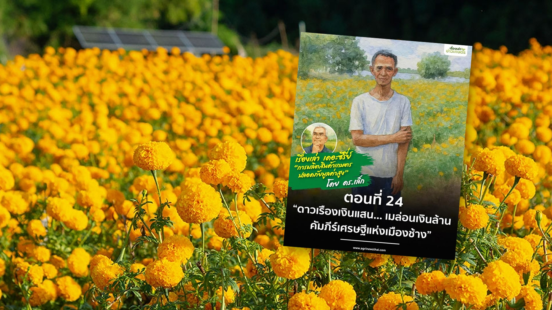 เรื่องเล่า..เดอะซีรีย์ “การผลิตสินค้าเกษตรปลอดภัยมูลค่าสูง” ตอนที่ 24 ดาวเรืองเงินแสน2