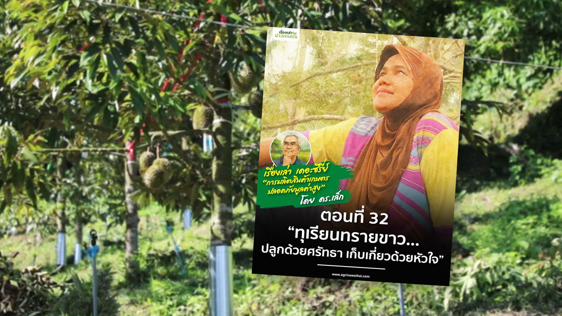 เรื่องเล่าเดอะซีรีส์ ตอนที่ 32 “ทุเรียนทรายขาว…ปลูกด้วยศรัทธา เก็บเกี่ยวด้วยหัวใจ” 1 ทุเรียนทรายขาว2