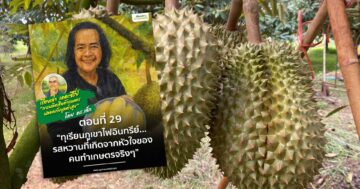 ทุเรียนภูเขาไฟอินทรีย์3