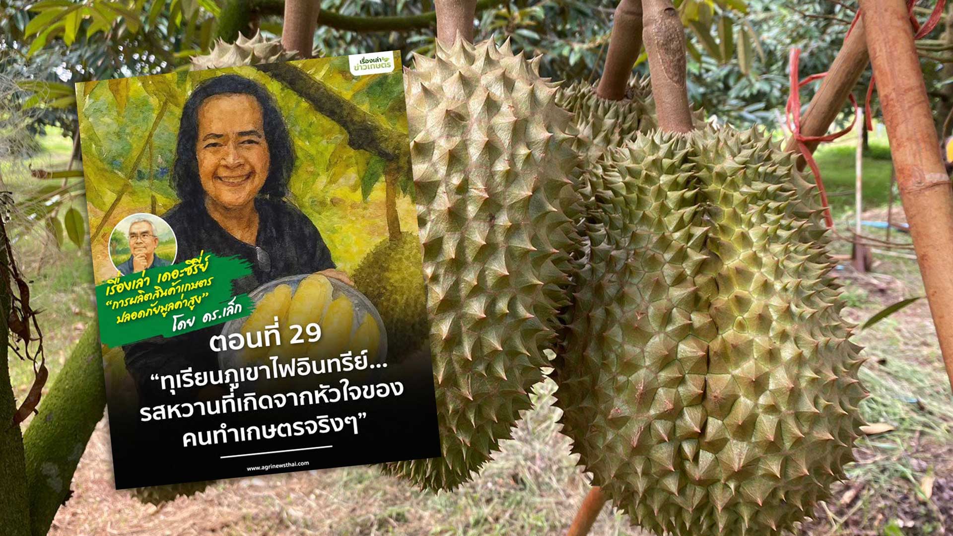 เรื่องเล่า…เดอะซีรีส์ ตอนที่ 29 “ทุเรียนภูเขาไฟอินทรีย์...รสหวานที่เกิดจากหัวใจของคนทำเกษตรจริงๆ” 1 ทุเรียนภูเขาไฟอินทรีย์3