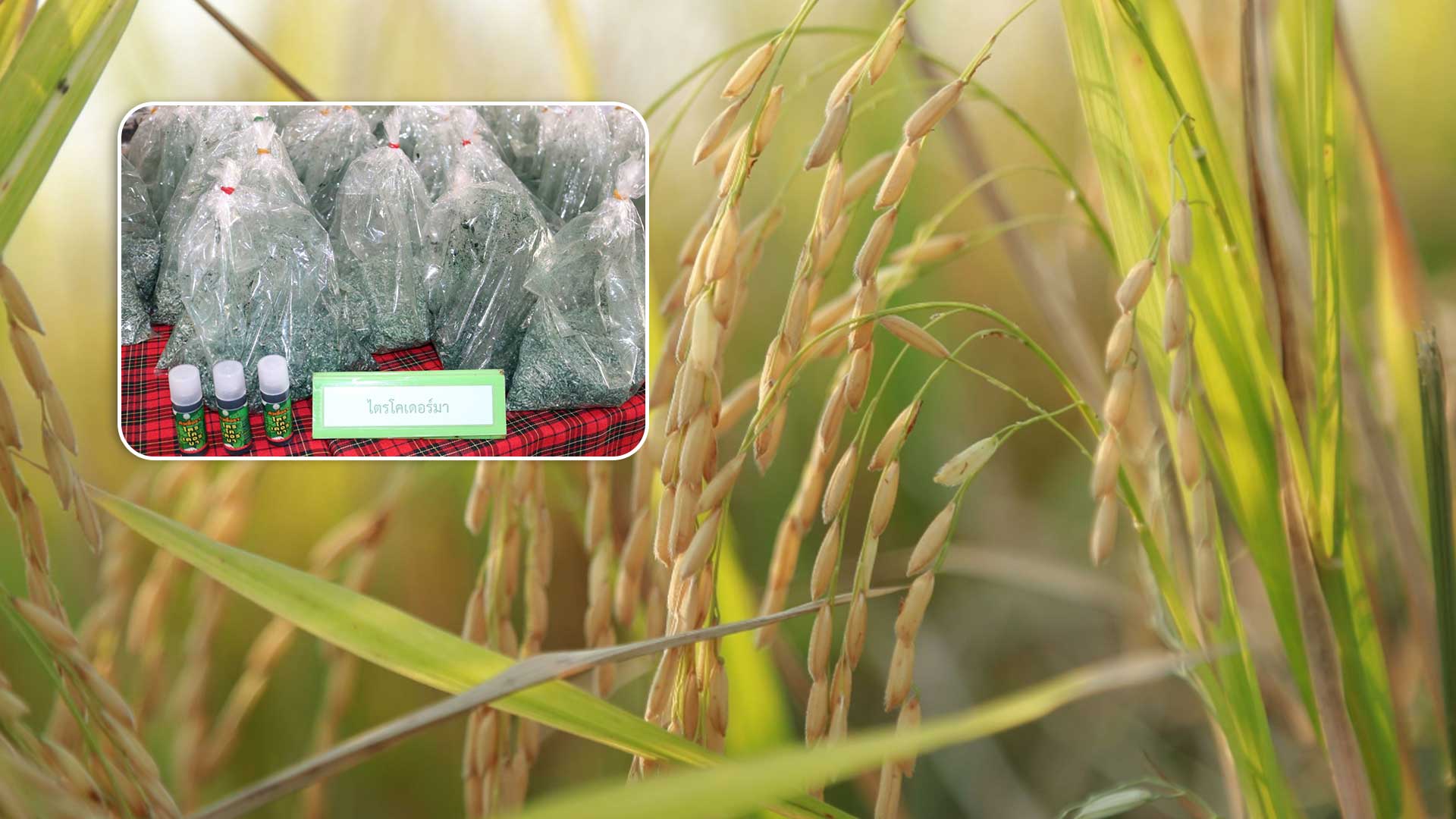 น้ำลดแล้ว3