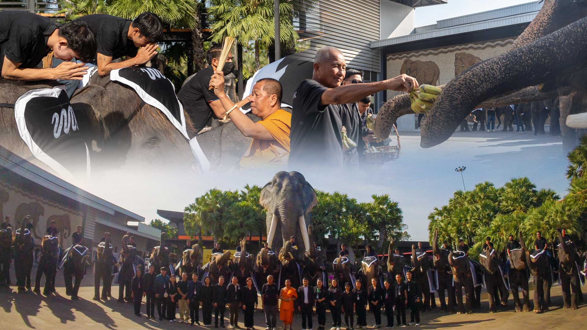 ปางช้างลูกดก3