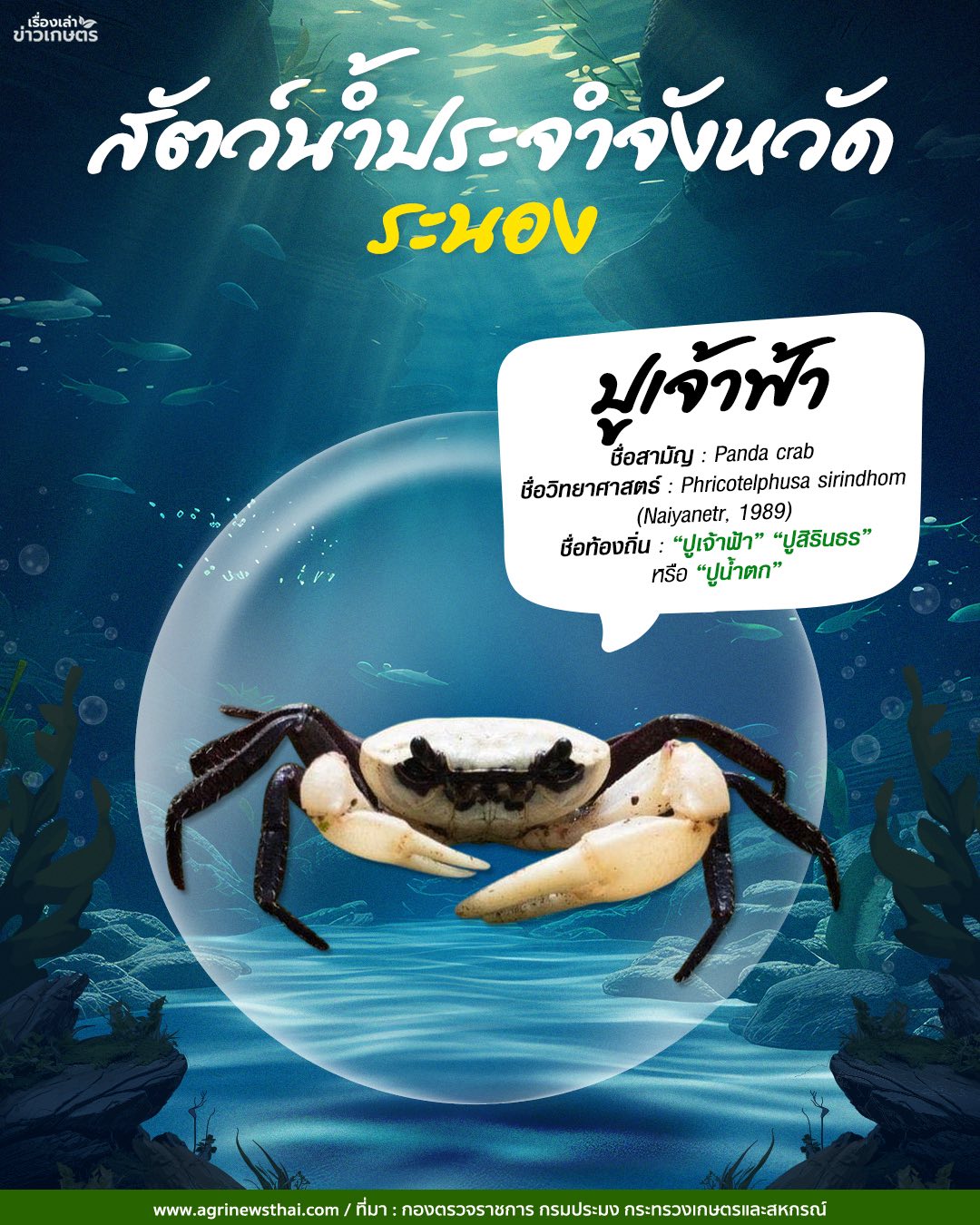 สัตว์น้ำประจำจังหวัดภาคใต้ 4 ปู