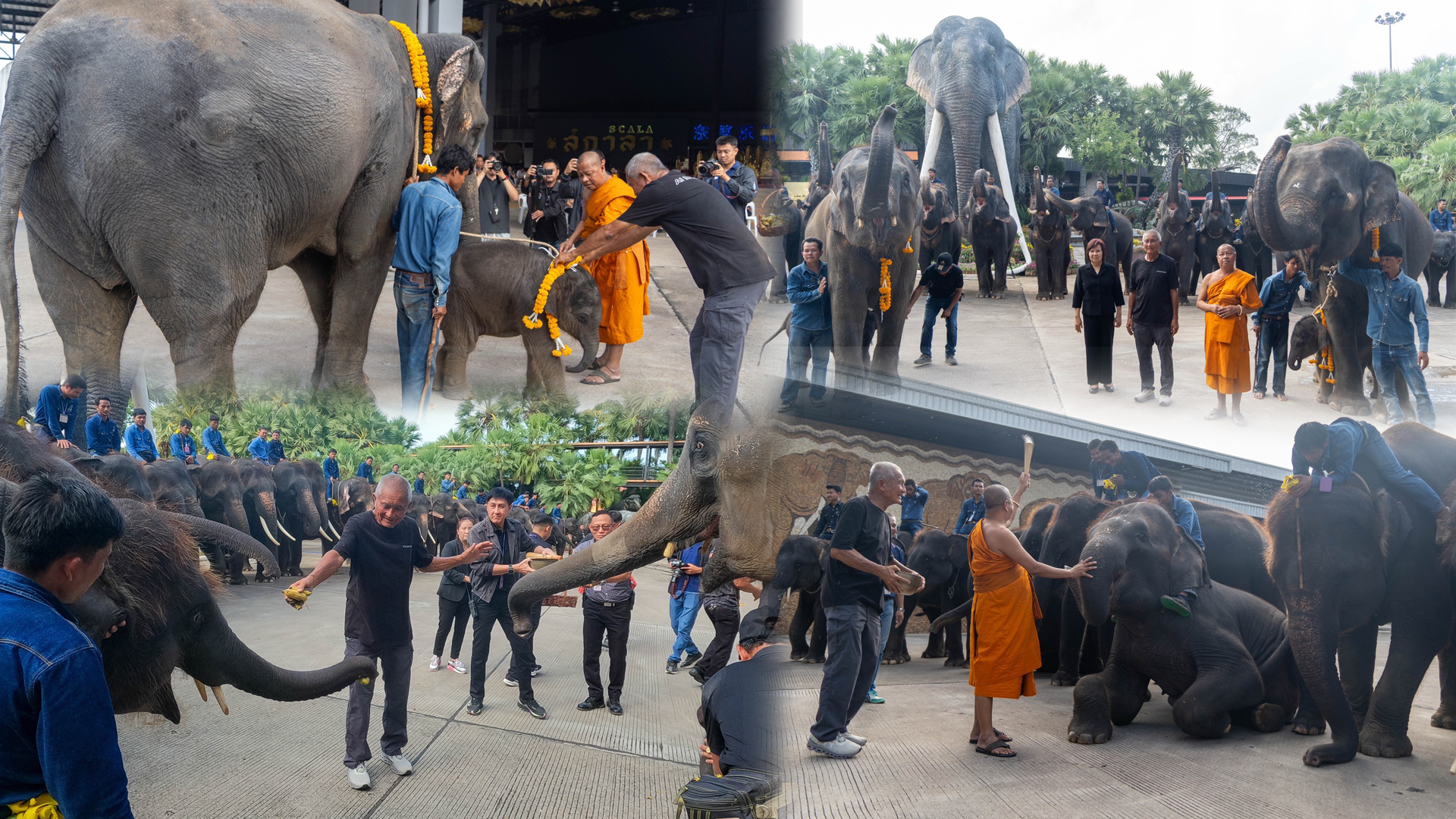 “พี่น้องต่างครรภ์แห่งสวนนงนุชพัทยา” เปิดตำนานอบอุ่นสองชีวิตใหม่ลูกช้างคู่สายเลือดเดียวกัน 1 พี่น้องต่างครรภ์แห่งสวนนงนุชพัทยา2