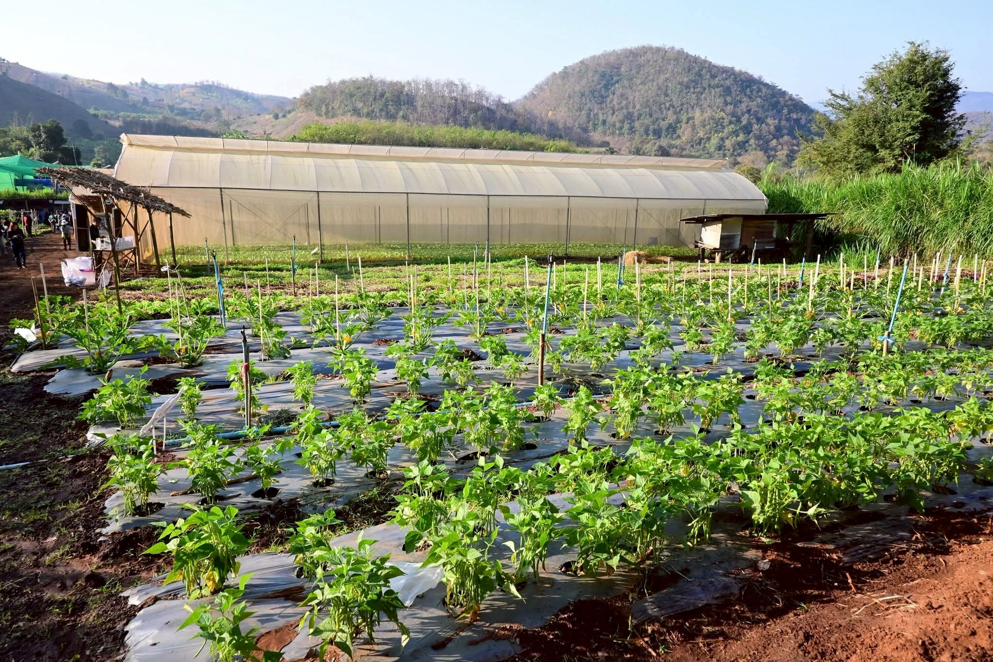 สถาบันวิจัยและพัฒนาพื้นที่สูง (องค์การมหาชน) ร่วมกับ สำนักงานพัฒนาการวิจัยการเกษตร (องค์การมหาชน) เดินหน้าพัฒนานวัตกรรมเกษตรลดปัญหา PM 2.5 10 ภาพสวพส10