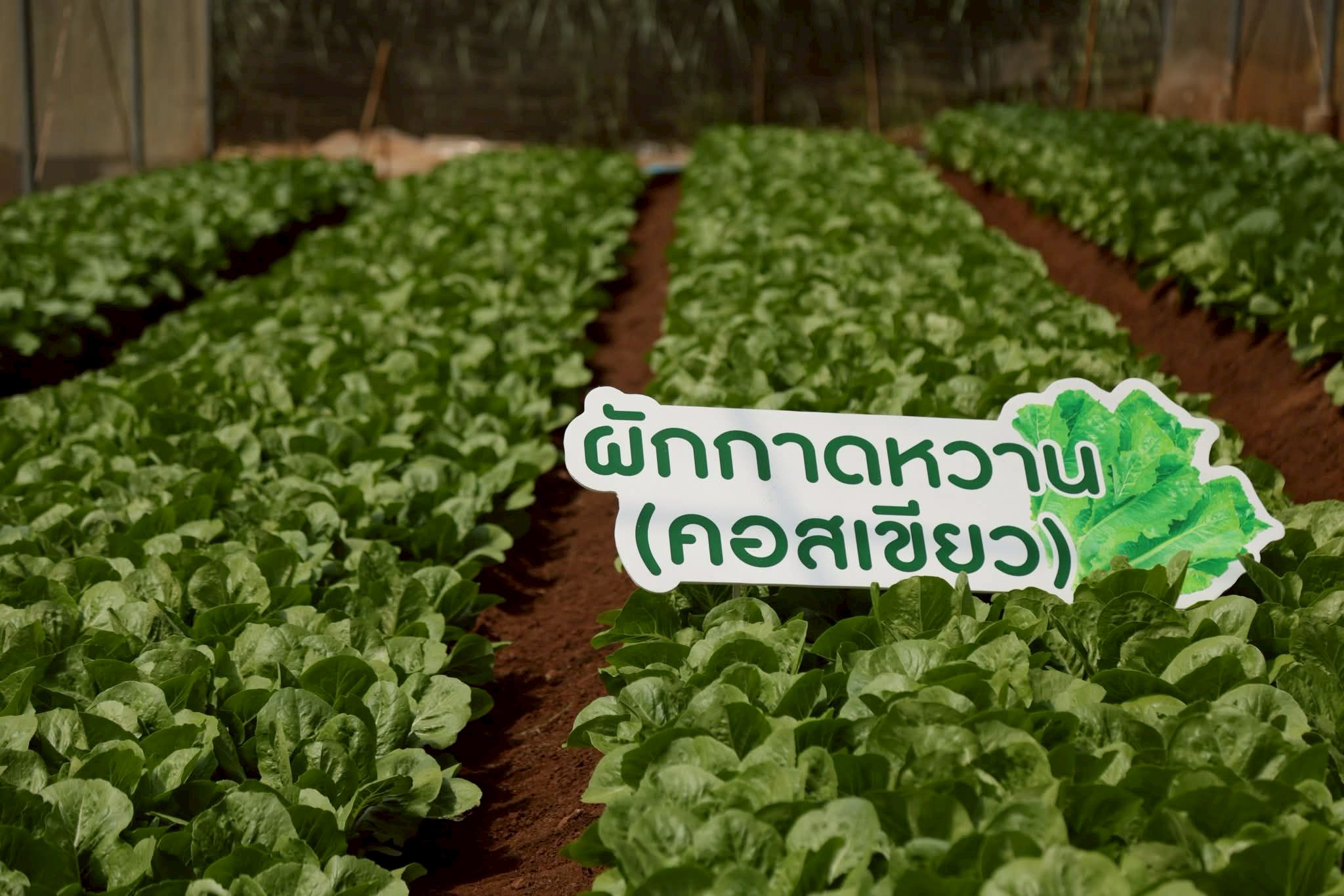 สถาบันวิจัยและพัฒนาพื้นที่สูง (องค์การมหาชน) ร่วมกับ สำนักงานพัฒนาการวิจัยการเกษตร (องค์การมหาชน) เดินหน้าพัฒนานวัตกรรมเกษตรลดปัญหา PM 2.5 8 ภาพสวพส8