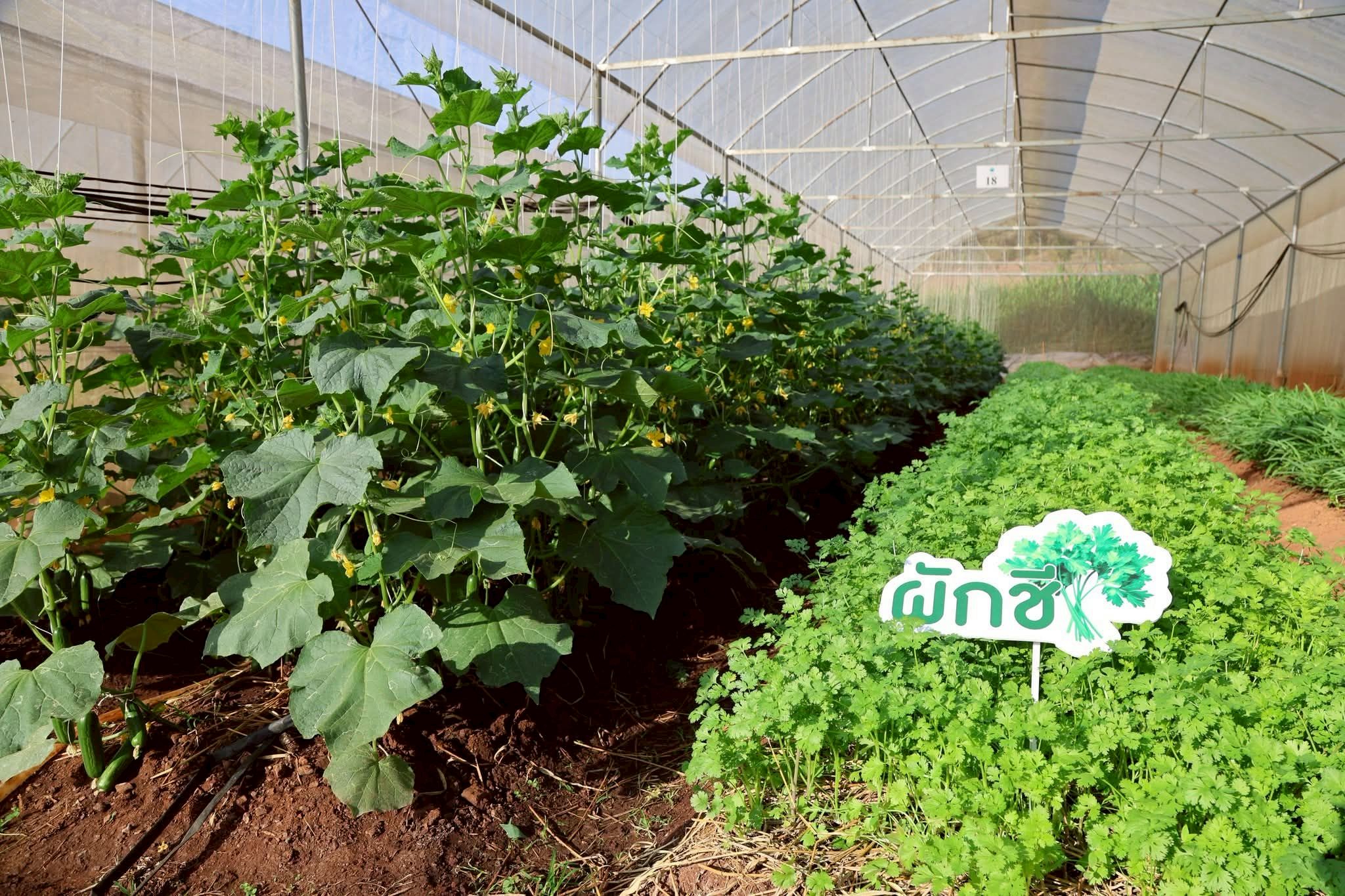 สถาบันวิจัยและพัฒนาพื้นที่สูง (องค์การมหาชน) ร่วมกับ สำนักงานพัฒนาการวิจัยการเกษตร (องค์การมหาชน) เดินหน้าพัฒนานวัตกรรมเกษตรลดปัญหา PM 2.5 9 ภาพสวพส9