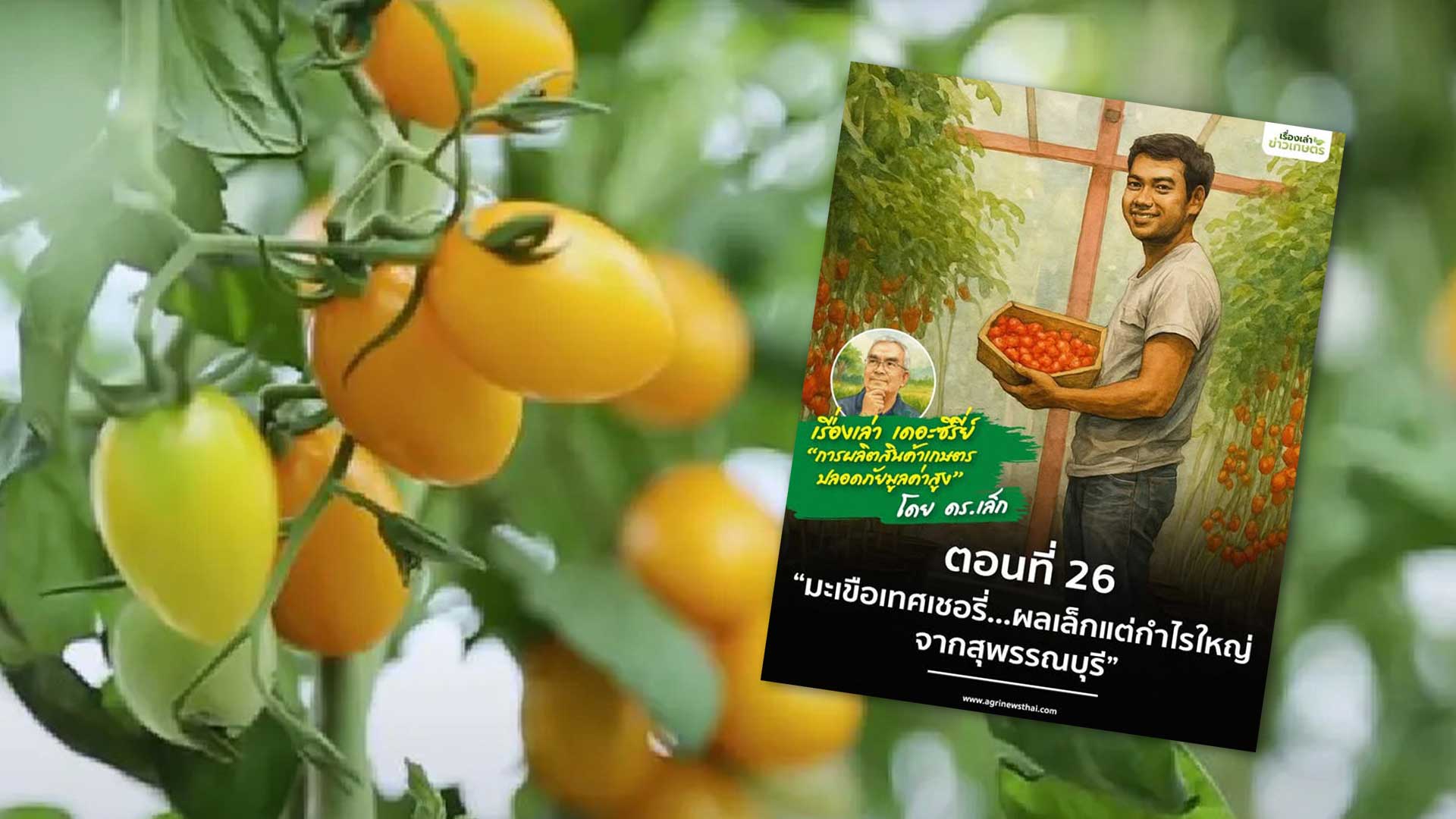 เรื่องเล่า..เดอะซีรีส์ ตอนที่ 26 “มะเขือเทศเชอรี่...ผลเล็กแต่กำไรใหญ่ จากสุพรรณบุรี” 1 มะเขือเทศเชอรี่3