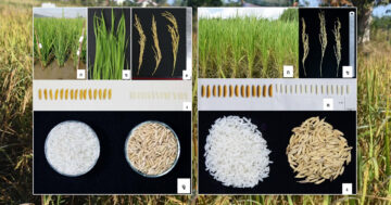 รู้จักข้าว2
