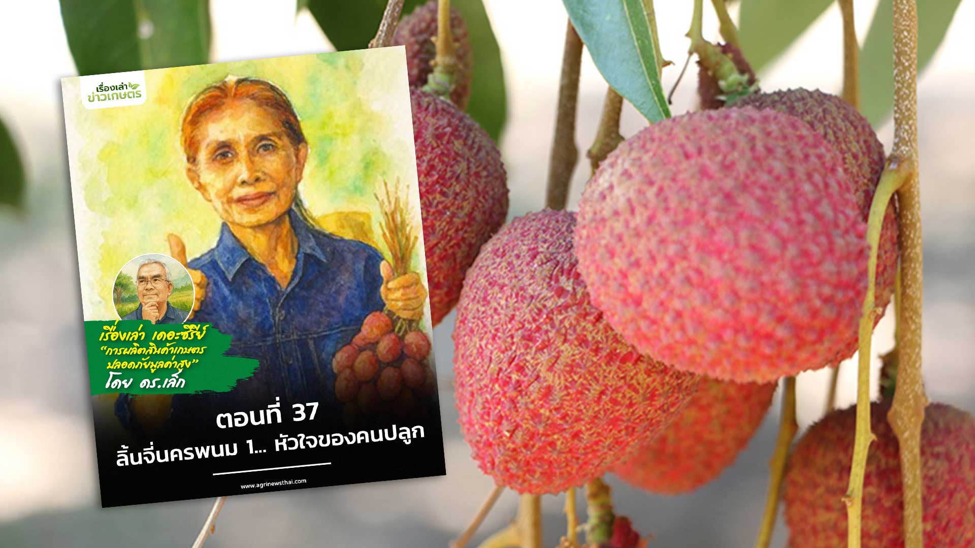 เรื่องเล่าเดอะซีรีส์ ตอนที่ 37 “ลิ้นจี่นครพนม 1... หัวใจของคนปลูก” 1 ลิ้นจี่นครพนม3