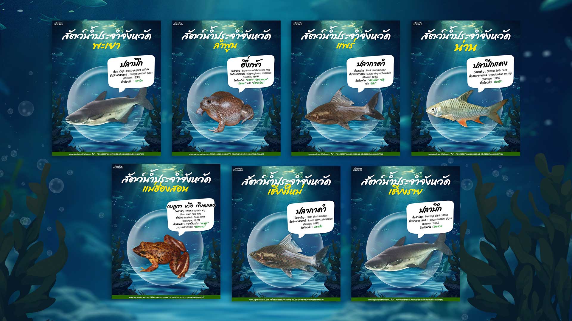 สัตว์น้ำประจำจังหวัดภาคเหนือ3