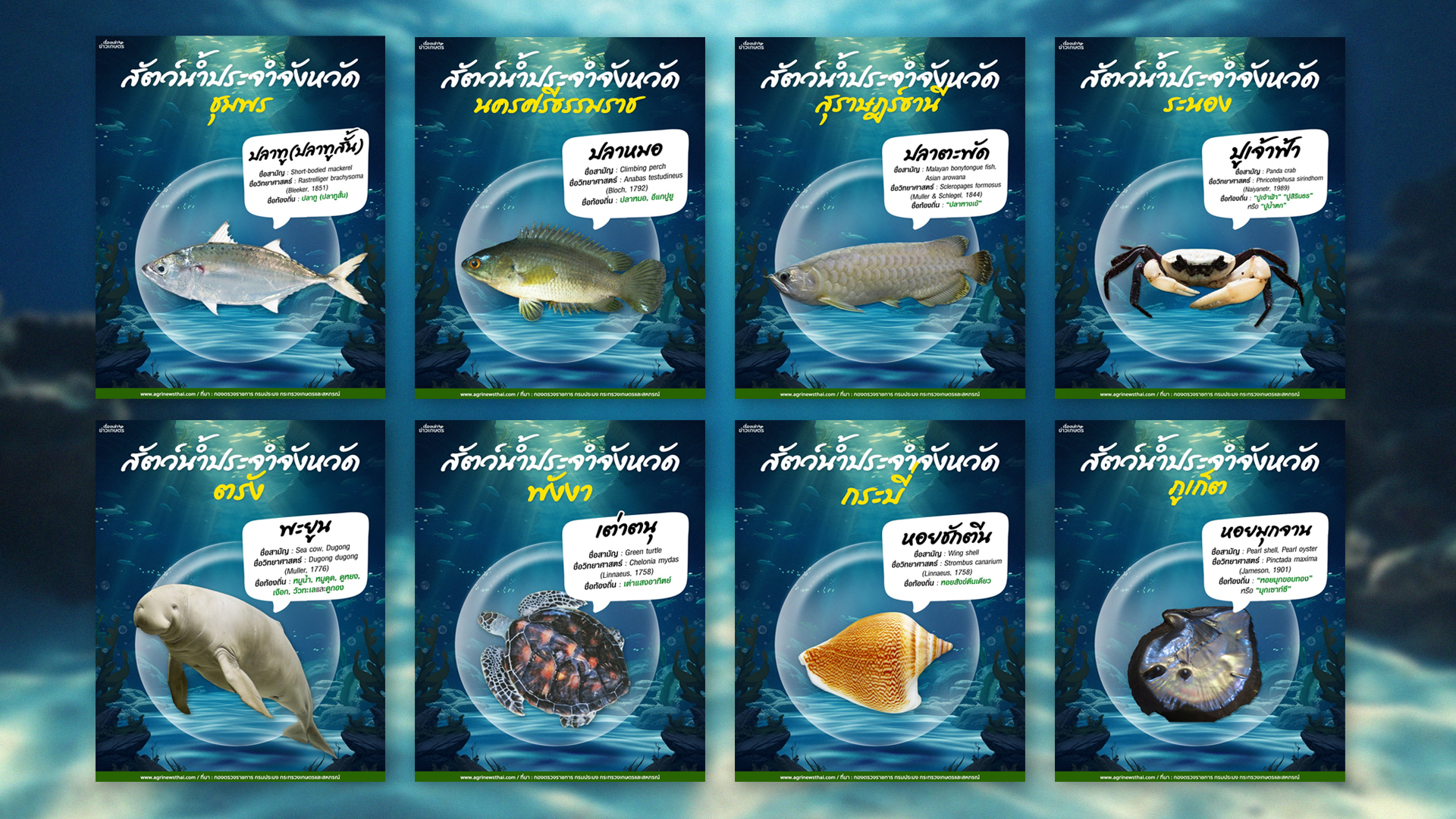 สัตว์น้ำประจำจังหวัดภาคใต้2