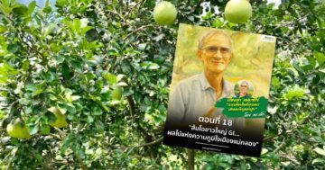 ส้มโอขาวใหญ่3