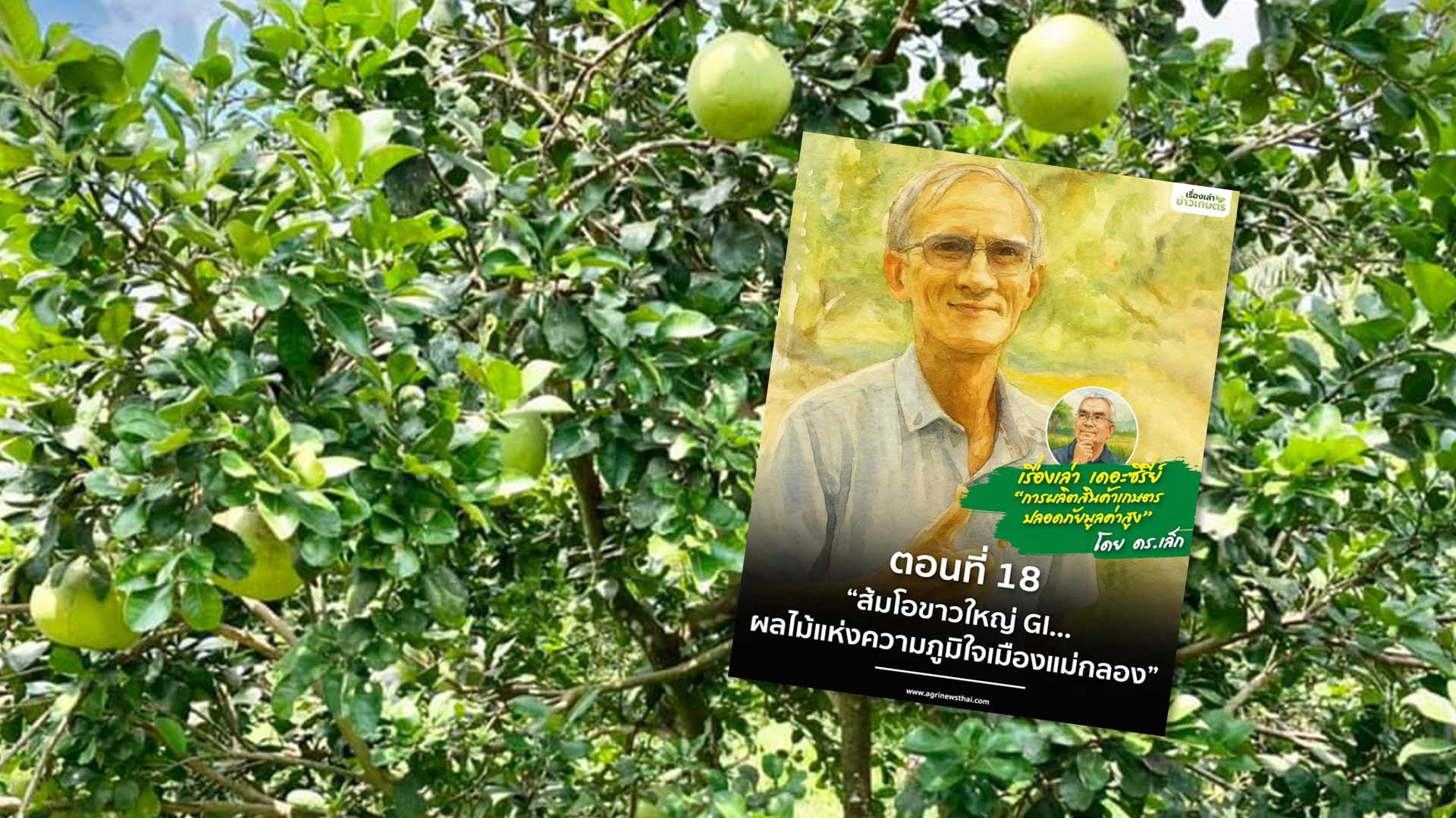 เรื่องเล่า..เดอะซีรีส์ “การผลิตสินค้าเกษตรปลอดภัยมูลค่าสูง” ตอนที่ 18 : “ส้มโอขาวใหญ่ GI…ผลไม้แห่งความภูมิใจเมืองแม่กลอง” 1 ส้มโอขาวใหญ่3