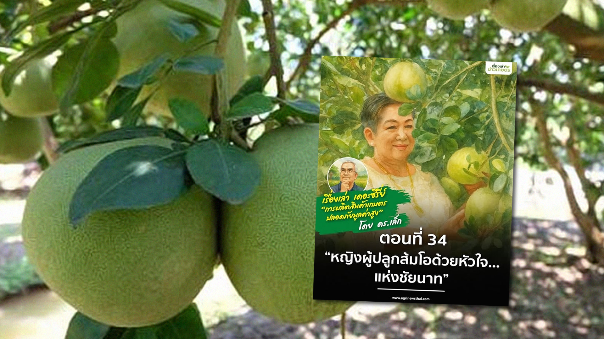 เรื่องเล่าเดอะซีรีส์ ตอนที่ 34 “หญิงผู้ปลูกส้มโอด้วยหัวใจ…แห่งชัยนาท” 1 หญิงผู้ปลูกส้มโอด้วยหัวใจ2