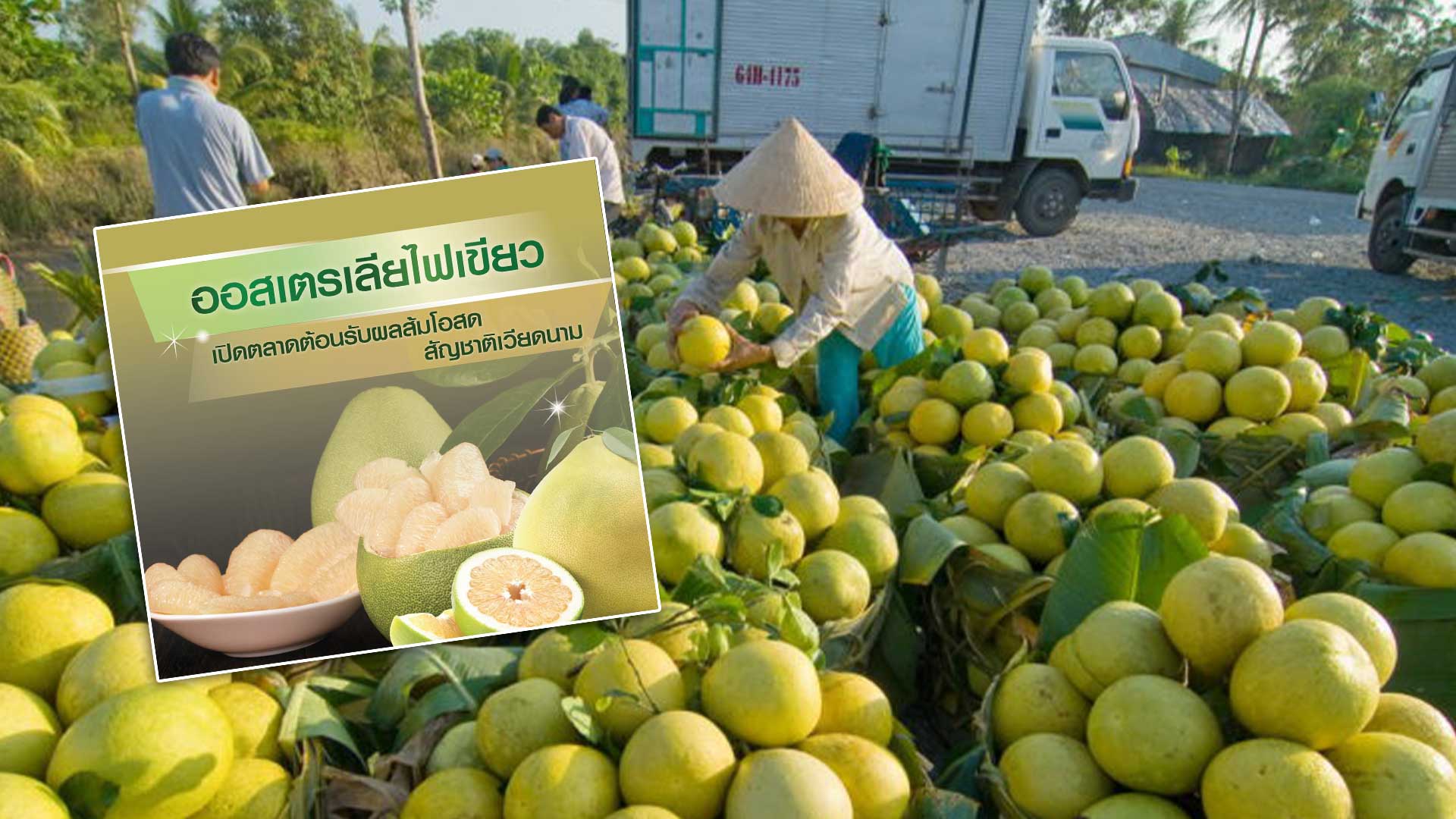 ออสเตรเลียไฟเขียว เปิดตลาดต้อนรับผลส้มโอสดสัญชาติเวียดนาม 1 ออสเตรเลียไฟเขียว3