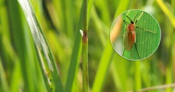 อากาศเย็นลง หมอกหนา3