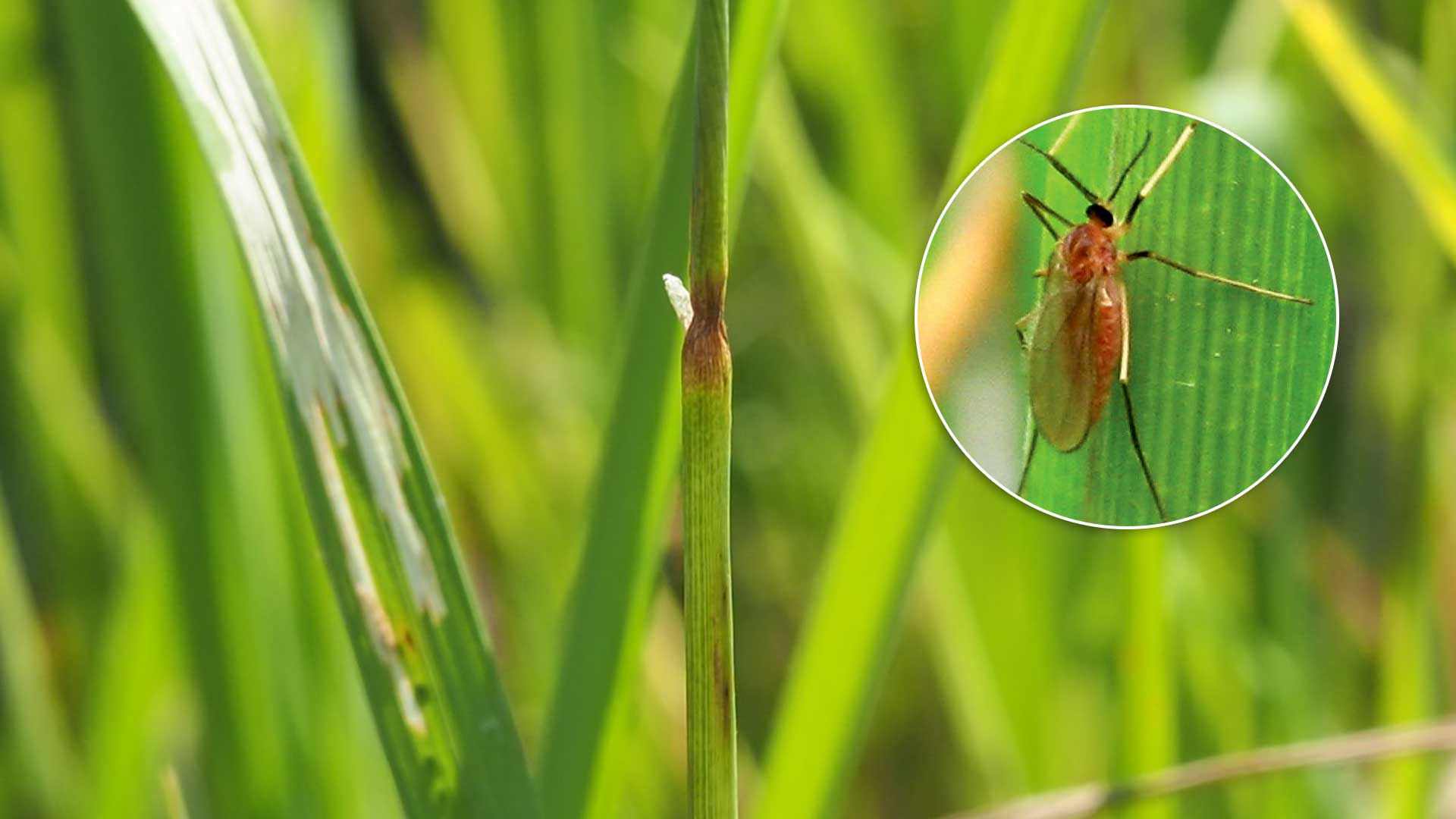 อากาศเย็นลง หมอกหนา3