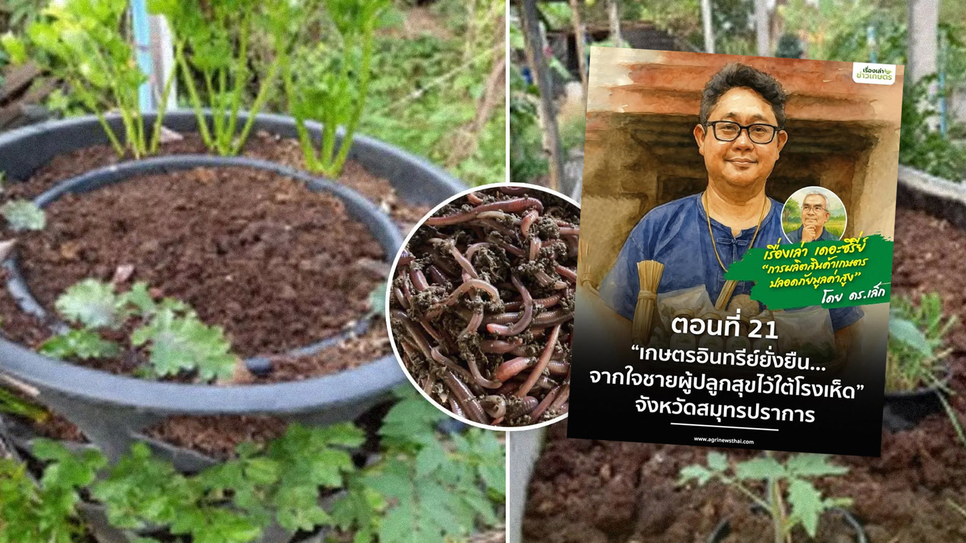 เรื่องเล่า…เดอะซีรีส์ “การผลิตสินค้าเกษตรปลอดภัยมูลค่าสูง” ตอนที่ 21 : “เกษตรอินทรีย์ยั่งยืน…จากใจชายผู้ปลูกสุขไว้ใต้โรงเห็ด” จังหวัดสมุทรปราการ 1 เกษตรอินทรีย์ยั่งยืน2