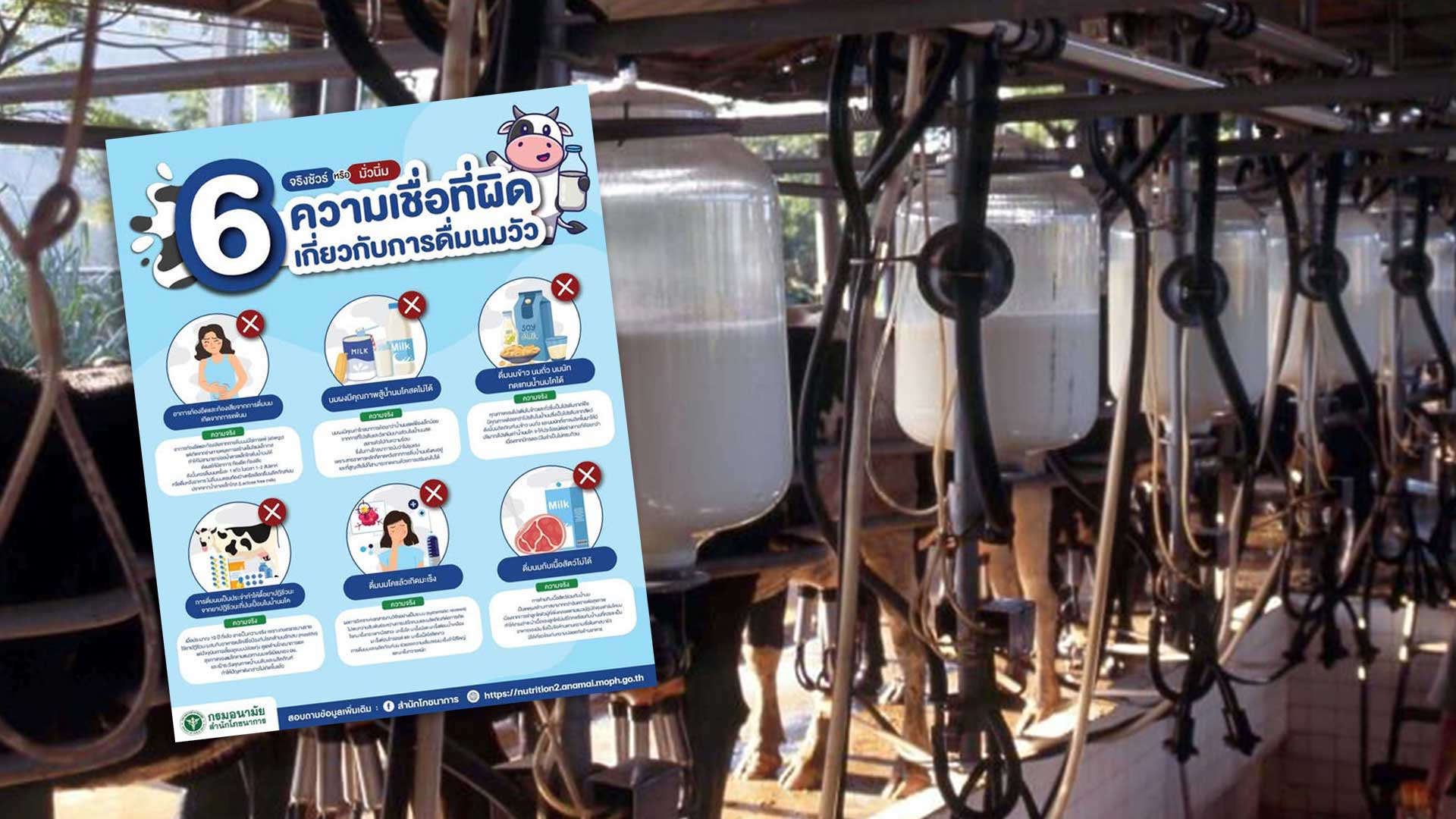 6 ความเชื่อที่ เกี่ยวกับการดื่มนมวัว3