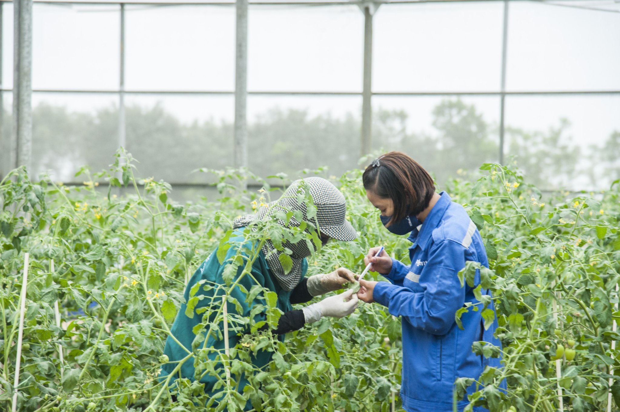 ซินเจนทา กรุ๊ป ครองตำแหน่ง “นายจ้างยอดเยี่ยมด้านเกษตรกรรม” ต่อเนื่องเป็นปีที่ 9จากการจัดอันดับของนิตยสาร Science ประจำปี 2025พร้อมคว้าอันดับ 6 นายจ้างระดับโลกครอบคลุมทุกอุตสาหกรรม 3 เจ้าหน้าที่ภาคสนามกำลังตรวจสอบต้นมะเขือ