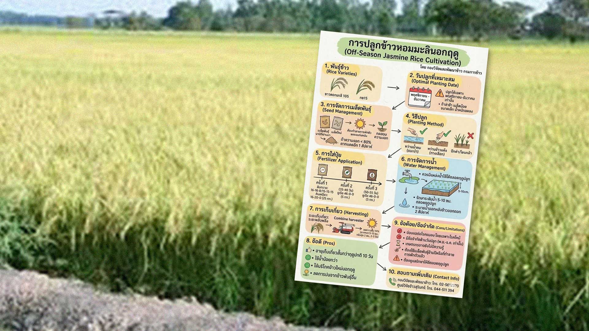 เทคนิคการปลูกข้าวหอมมะลินอกฤดู3
