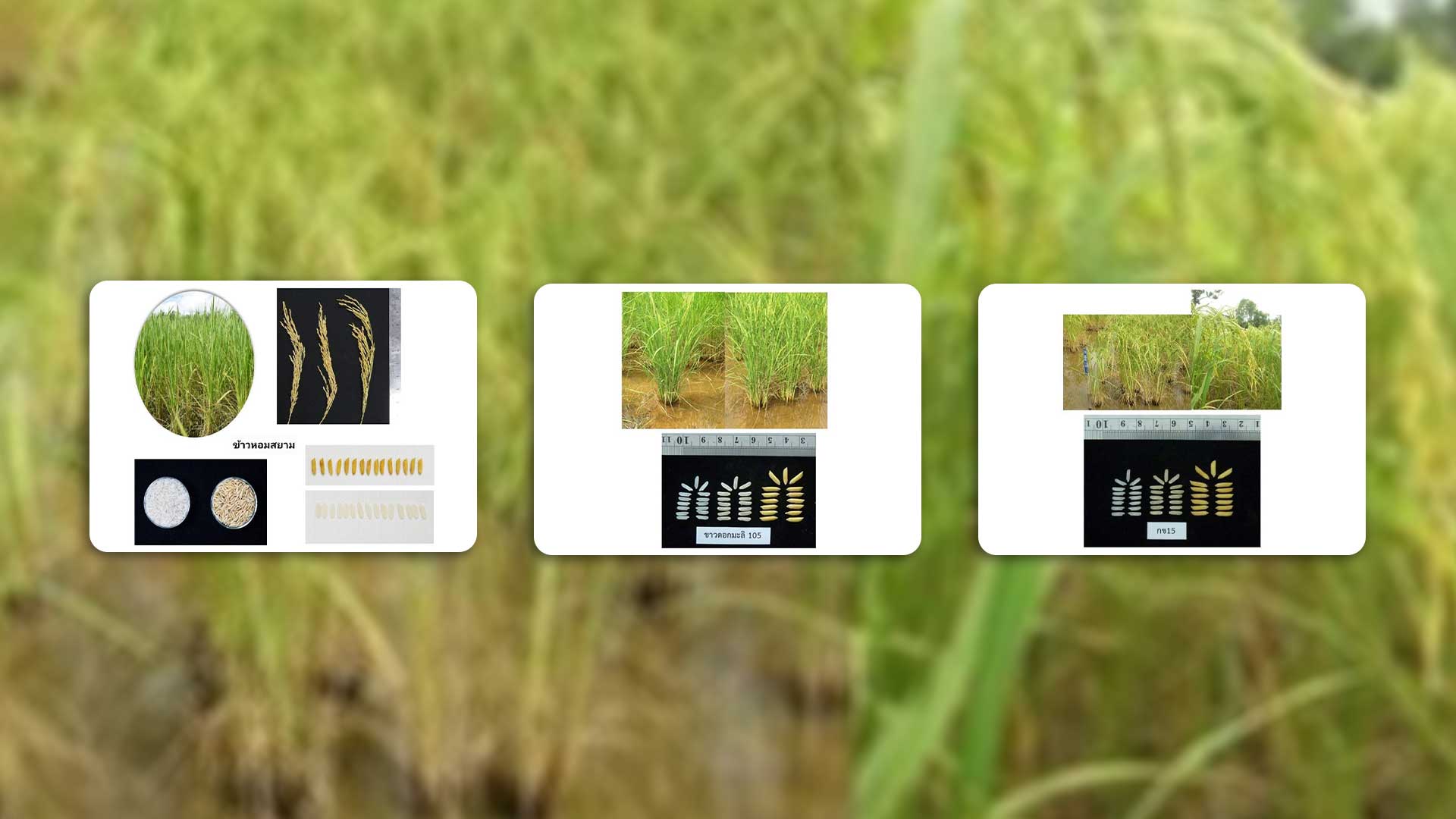 กรมการข้าว แจ้งเตือนชาวนา ข้าวพันธุ์ “หอมสยาม” ไม่ใช่ “ข้าวหอมมะลิไทย (ประกอบด้วยข้าว 2 พันธุ์ คือ พันธุ์ขาวดอกมะลิ 105 และ กข15)”แนะหากคิดจะปลูกควรพิจารณาถึงผลกระทบเรื่องราคาขายที่ต่ำกว่าข้าวหอมมะลิไทย และถูกปฏิเสธการรับซื้อจากโรงสีข้าว 1 แจ้งเตือนชาวนา3