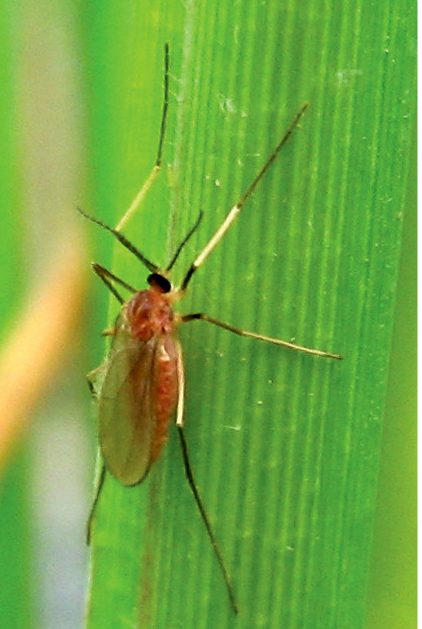 แมลงบั่ว