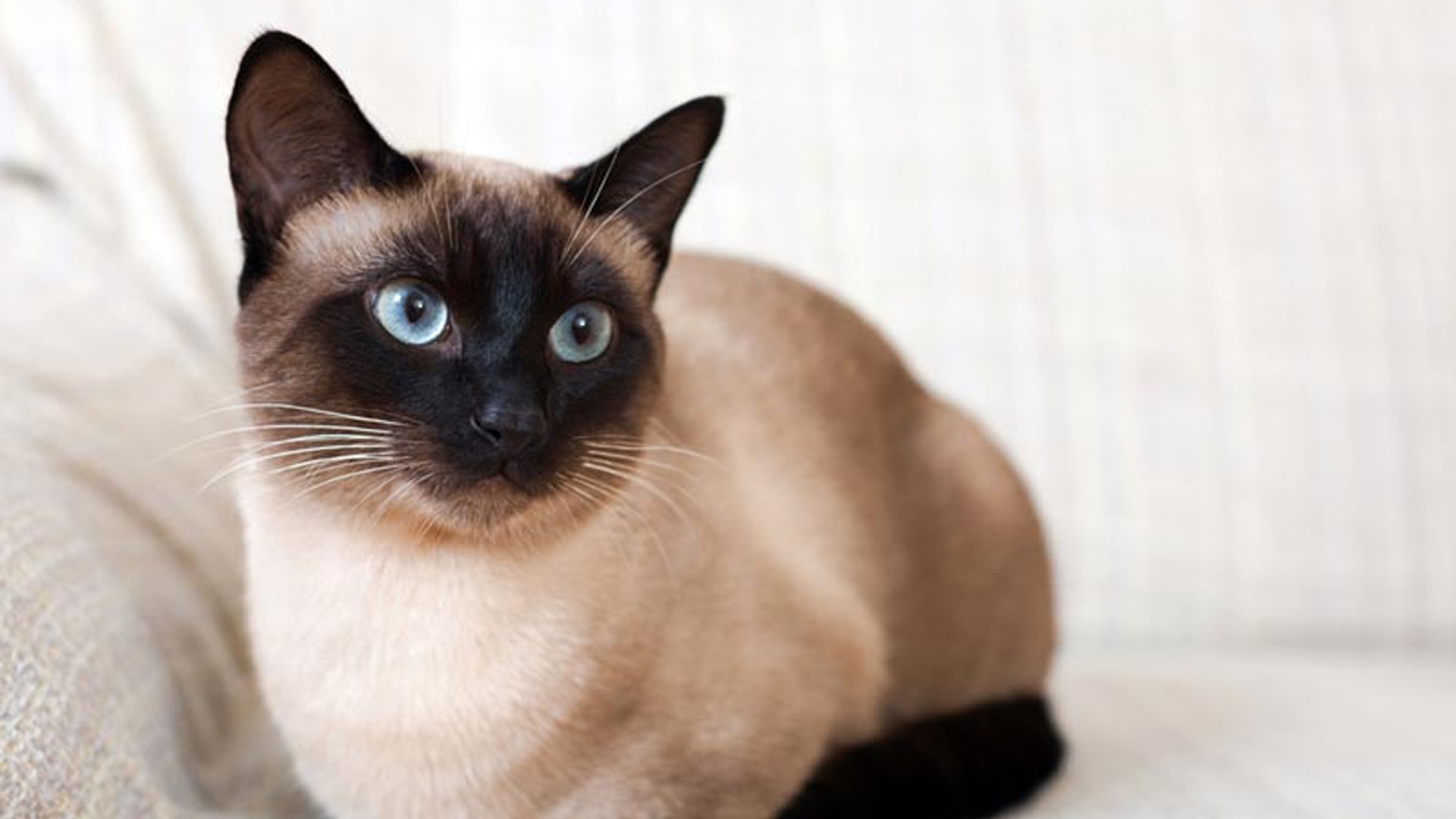 ครม.เห็นชอบกำหนดให้แมวไทยเป็นเอกลักษณ์ประจำชาติ ประเภทสัตว์เลี้ยง ตามที่คณะกรรมการเอกลักษณ์ของชาติ (กอช.) เสนอ 1 แมวไทย2