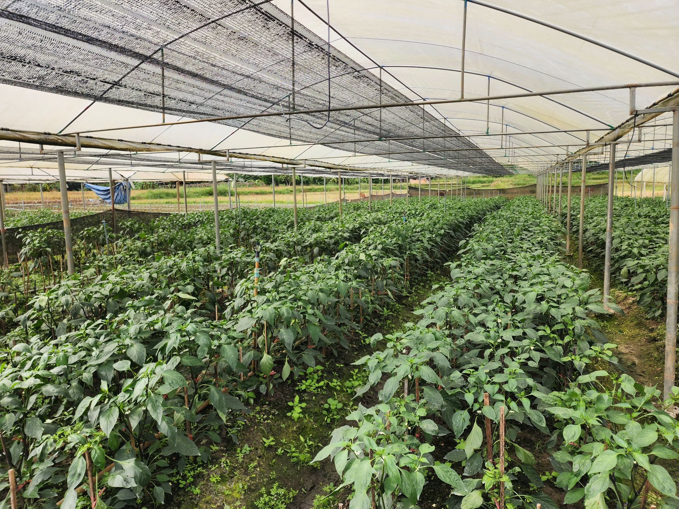 ซินเจนทา ชูความสำเร็จ “เพาะดี กินดี” ดันเกษตรกรไทยสู่มาตรฐาน GAP พร้อมก้าวสู่ตลาดสากล 2 1011387