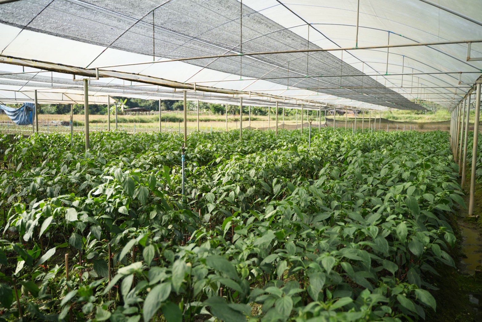 ซินเจนทา ชูความสำเร็จ “เพาะดี กินดี” ดันเกษตรกรไทยสู่มาตรฐาน GAP พร้อมก้าวสู่ตลาดสากล 4 1011388