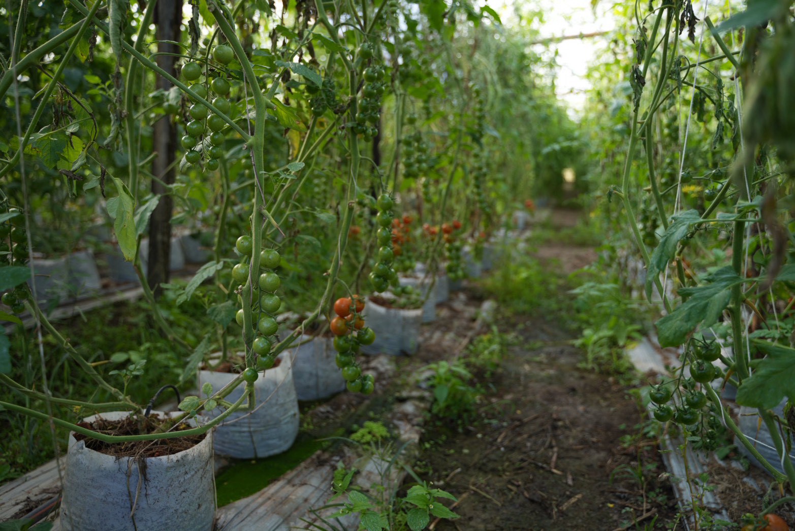 ซินเจนทา ชูความสำเร็จ “เพาะดี กินดี” ดันเกษตรกรไทยสู่มาตรฐาน GAP พร้อมก้าวสู่ตลาดสากล 6 1011389