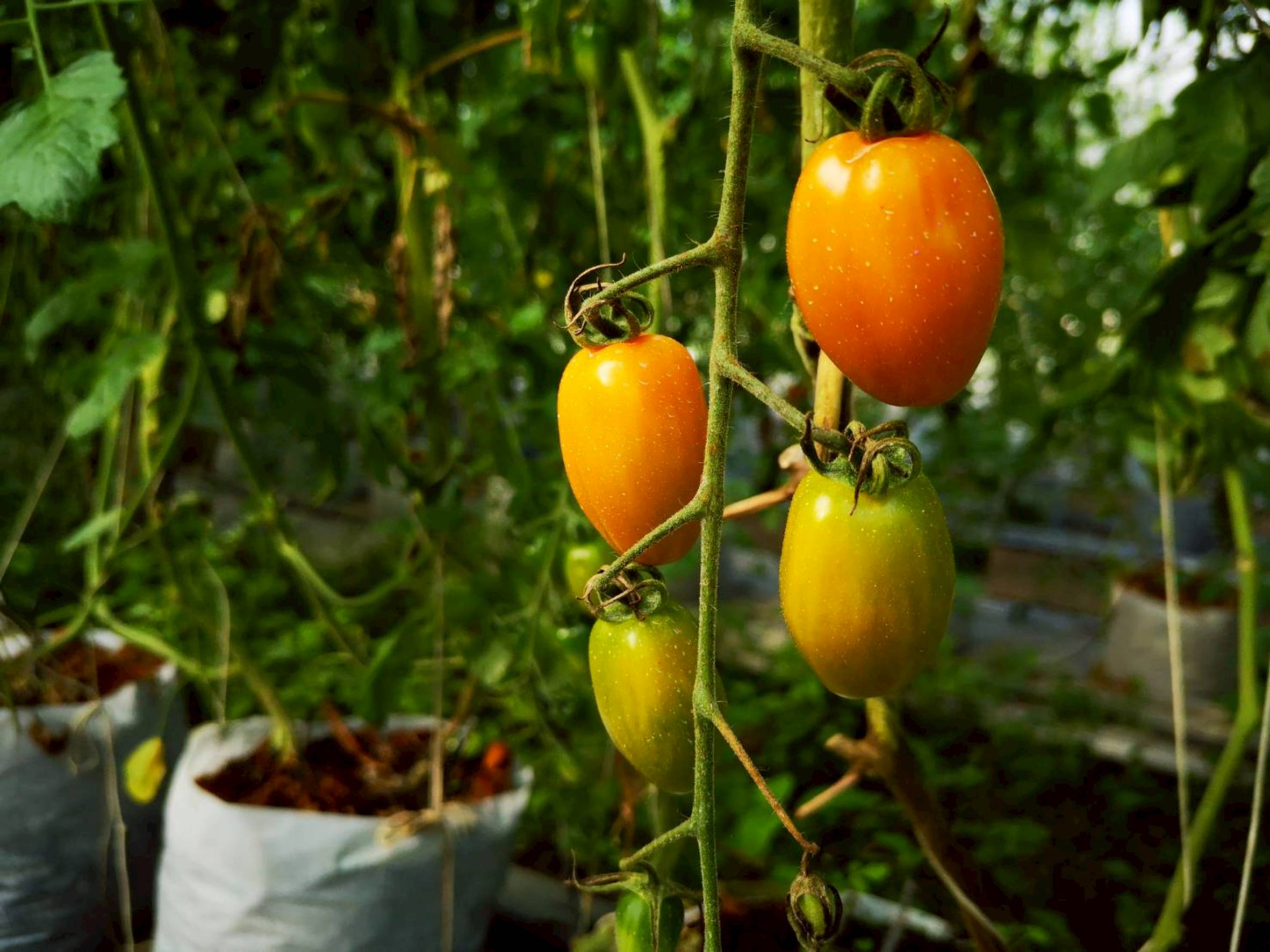 ซินเจนทา ชูความสำเร็จ “เพาะดี กินดี” ดันเกษตรกรไทยสู่มาตรฐาน GAP พร้อมก้าวสู่ตลาดสากล 10 1011395