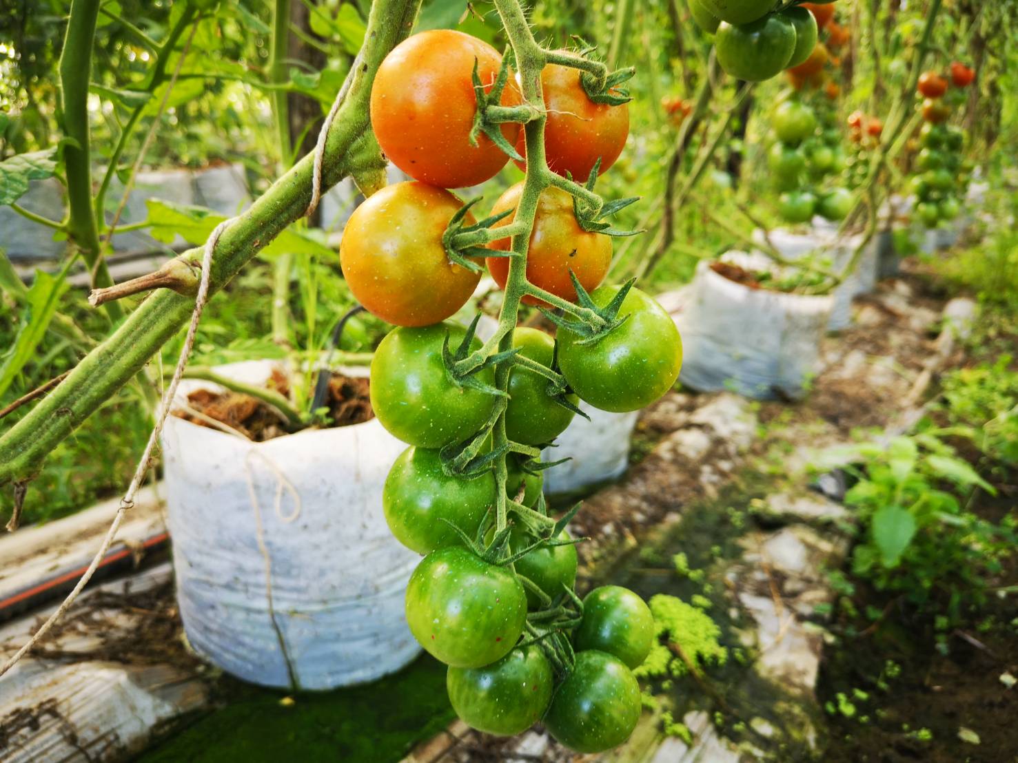 ซินเจนทา ชูความสำเร็จ “เพาะดี กินดี” ดันเกษตรกรไทยสู่มาตรฐาน GAP พร้อมก้าวสู่ตลาดสากล 11 1011523