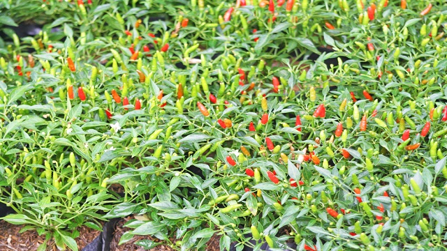 เคล็ดลับ 1109297798 1