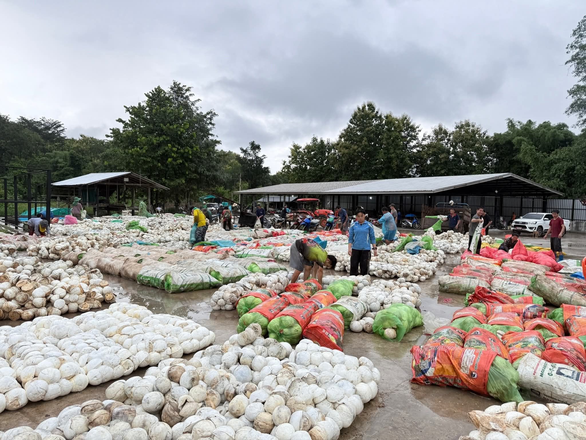 กยท. ทุ่มงบ 2,280 ล้าน ขับเคลื่อนมาตรการรักษาเสถียรภาพราคายาง คาดดูดซับยาง 2.5 แสนตัน/ปี มั่นใจ ชาวสวนยางมีตลาดรองรับผลผลิตที่เป็นธรรม-ผู้ประกอบการได้ยางคุณภาพ 2 1151997