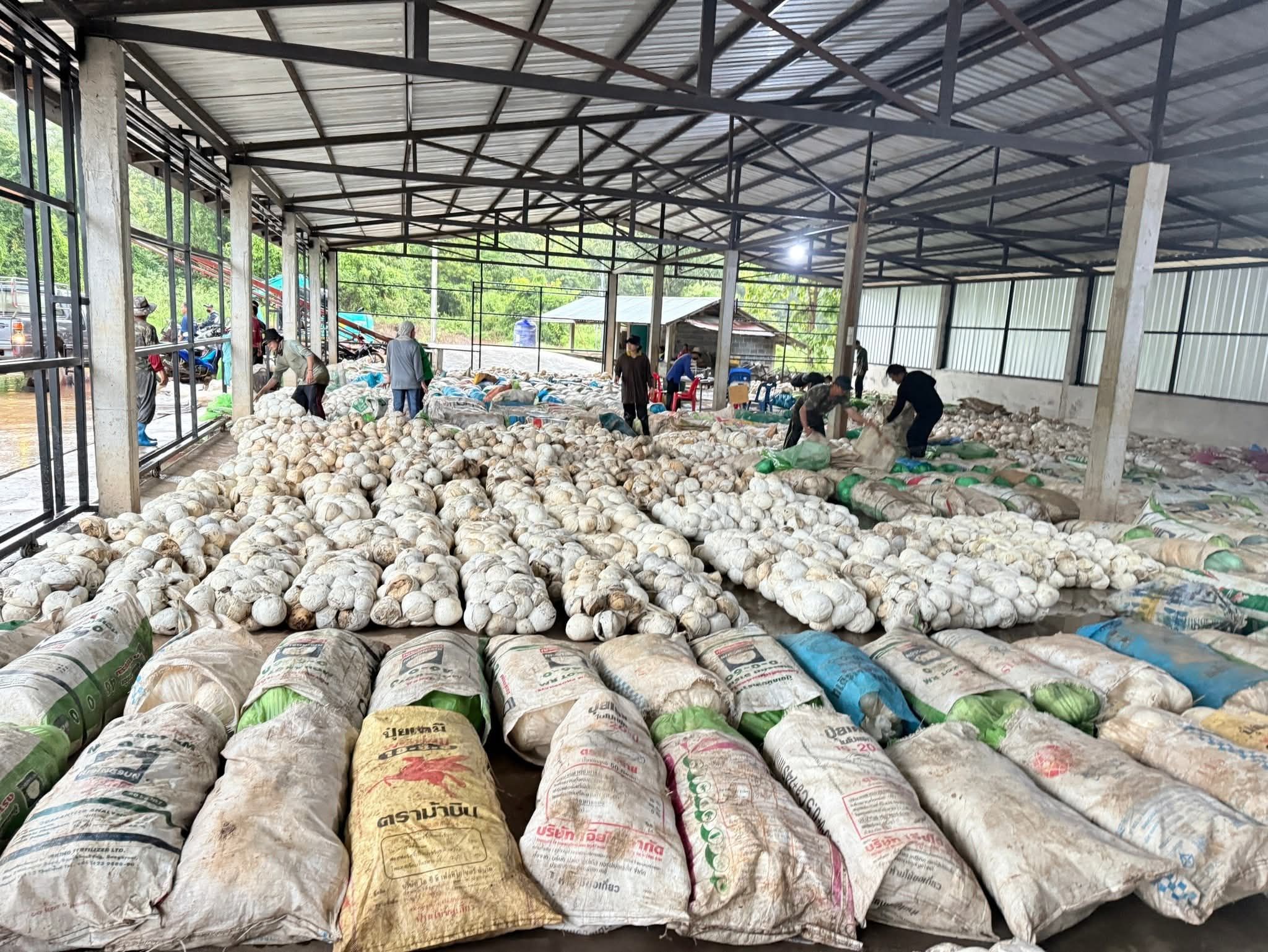 กยท. ทุ่มงบ 2,280 ล้าน ขับเคลื่อนมาตรการรักษาเสถียรภาพราคายาง คาดดูดซับยาง 2.5 แสนตัน/ปี มั่นใจ ชาวสวนยางมีตลาดรองรับผลผลิตที่เป็นธรรม-ผู้ประกอบการได้ยางคุณภาพ 3 1151998