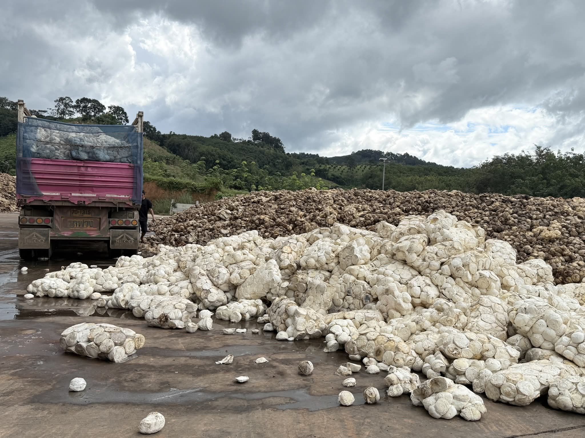 กยท. ทุ่มงบ 2,280 ล้าน ขับเคลื่อนมาตรการรักษาเสถียรภาพราคายาง คาดดูดซับยาง 2.5 แสนตัน/ปี มั่นใจ ชาวสวนยางมีตลาดรองรับผลผลิตที่เป็นธรรม-ผู้ประกอบการได้ยางคุณภาพ 5 1152000