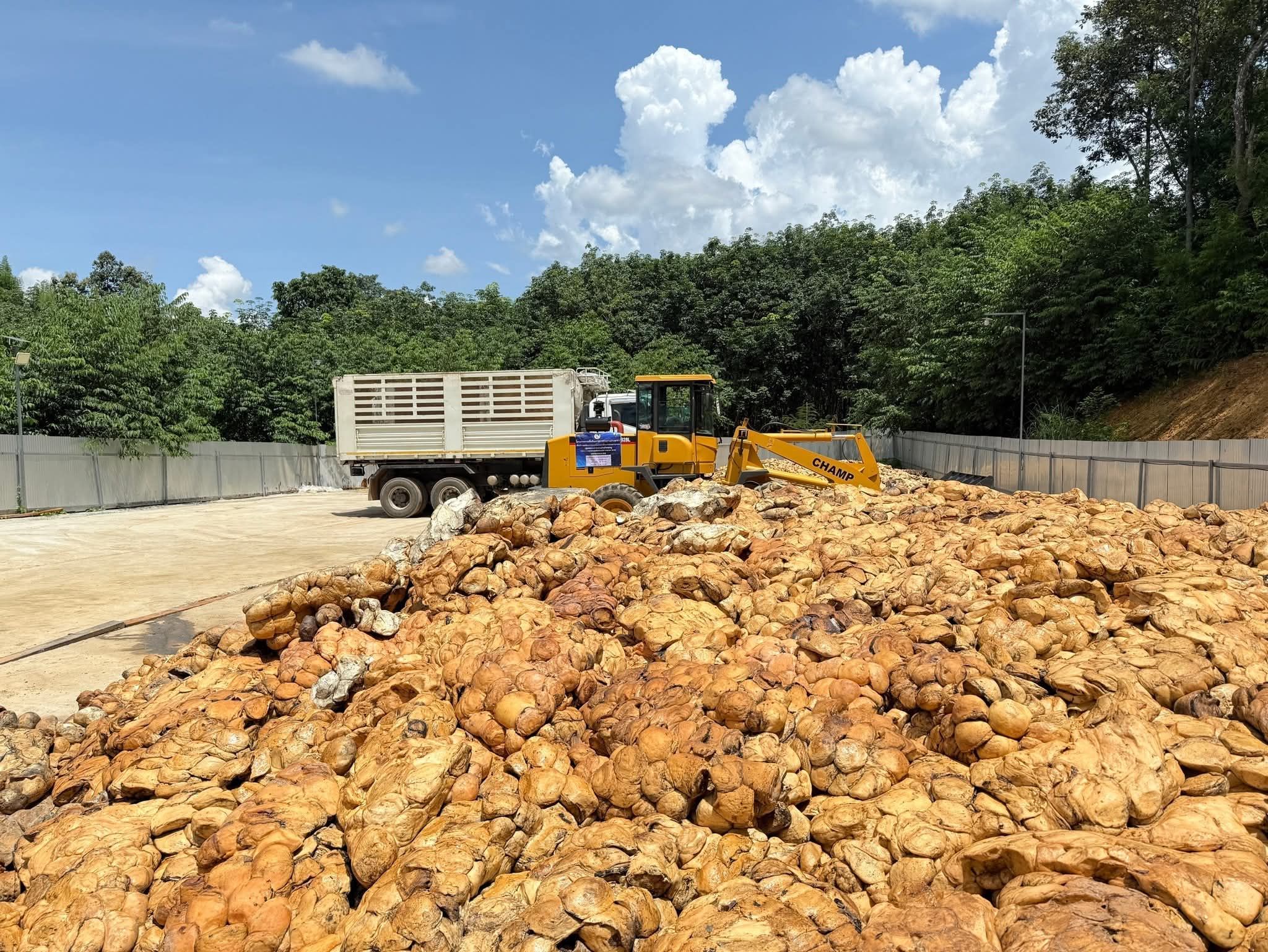 กยท. ทุ่มงบ 2,280 ล้าน ขับเคลื่อนมาตรการรักษาเสถียรภาพราคายาง คาดดูดซับยาง 2.5 แสนตัน/ปี มั่นใจ ชาวสวนยางมีตลาดรองรับผลผลิตที่เป็นธรรม-ผู้ประกอบการได้ยางคุณภาพ 6 1152001