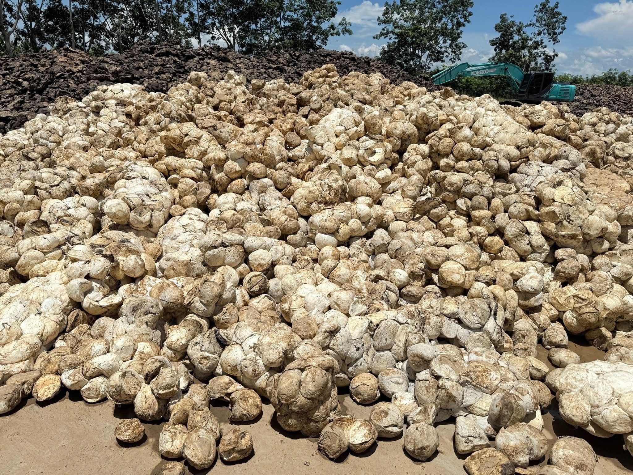 กยท. ทุ่มงบ 2,280 ล้าน ขับเคลื่อนมาตรการรักษาเสถียรภาพราคายาง คาดดูดซับยาง 2.5 แสนตัน/ปี มั่นใจ ชาวสวนยางมีตลาดรองรับผลผลิตที่เป็นธรรม-ผู้ประกอบการได้ยางคุณภาพ 7 1152002