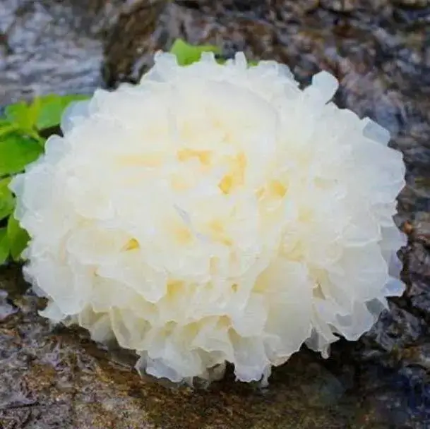 "เห็ดหูหนูขาว"มากประโยชน์ เป็นที่นิยมของผู้บริโภค สร้างรายได้สูง 6 1183970101.jpg 1