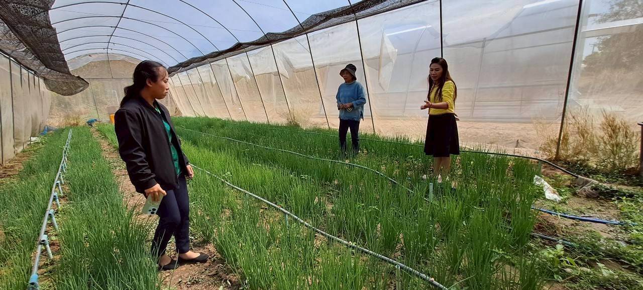 สหกรณ์การเกษตรบ้านดงกล้วย จ.กาฬสินธุ์ ส่งเสริมเลี้ยงจิ้งหรีดส่งออก ปลูกพืชสมุนไพร ปลูกหม่อนเลี้ยงไหมต้นแบบความสำเร็จสหกรณ์ในพื้นที่ คทช. “ดงกล้วยโมเดล” 3 1970820