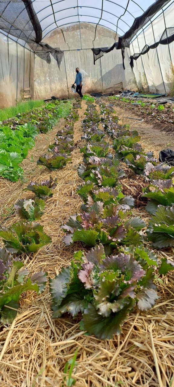 สหกรณ์การเกษตรบ้านดงกล้วย จ.กาฬสินธุ์ ส่งเสริมเลี้ยงจิ้งหรีดส่งออก ปลูกพืชสมุนไพร ปลูกหม่อนเลี้ยงไหมต้นแบบความสำเร็จสหกรณ์ในพื้นที่ คทช. “ดงกล้วยโมเดล” 4 1970821