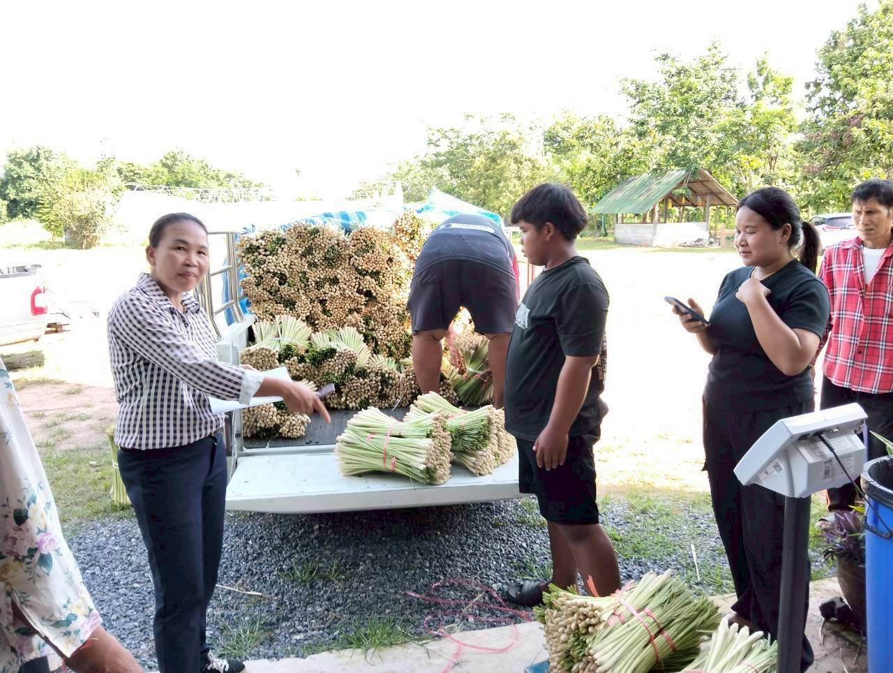 สหกรณ์การเกษตรบ้านดงกล้วย จ.กาฬสินธุ์ ส่งเสริมเลี้ยงจิ้งหรีดส่งออก ปลูกพืชสมุนไพร ปลูกหม่อนเลี้ยงไหมต้นแบบความสำเร็จสหกรณ์ในพื้นที่ คทช. “ดงกล้วยโมเดล” 7 1970824