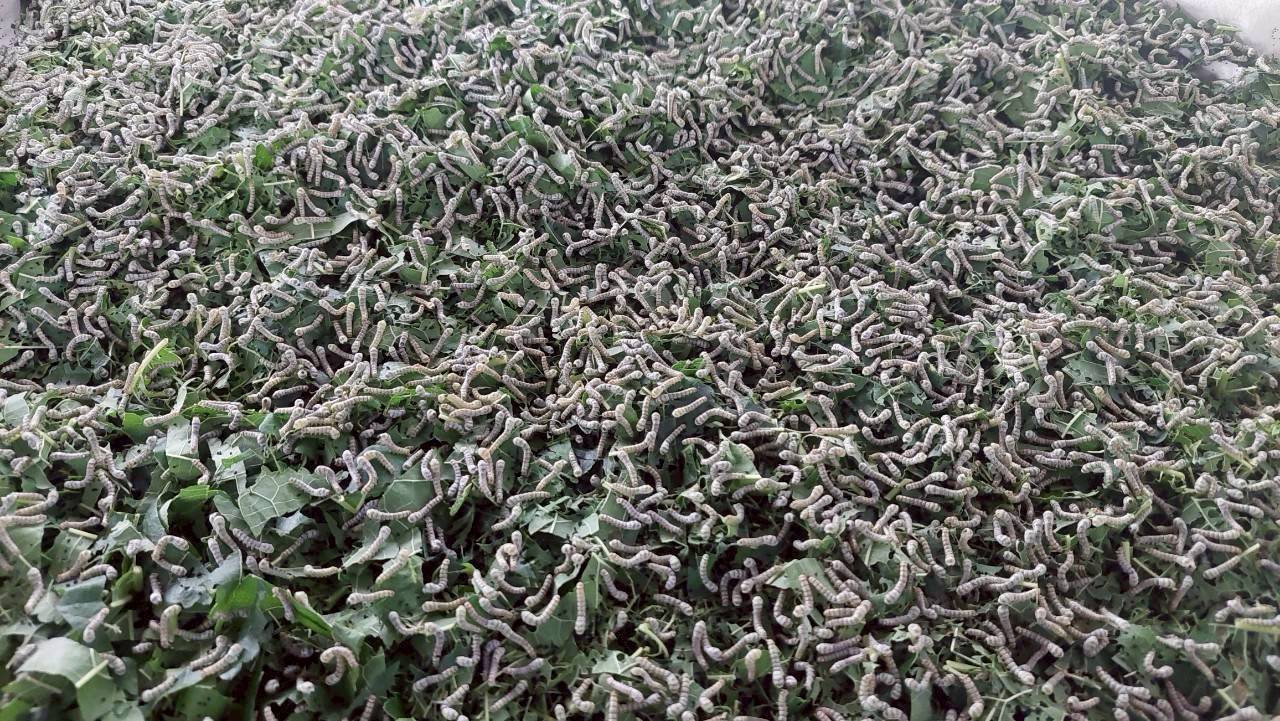 สหกรณ์การเกษตรบ้านดงกล้วย จ.กาฬสินธุ์ ส่งเสริมเลี้ยงจิ้งหรีดส่งออก ปลูกพืชสมุนไพร ปลูกหม่อนเลี้ยงไหมต้นแบบความสำเร็จสหกรณ์ในพื้นที่ คทช. “ดงกล้วยโมเดล” 9 1970826