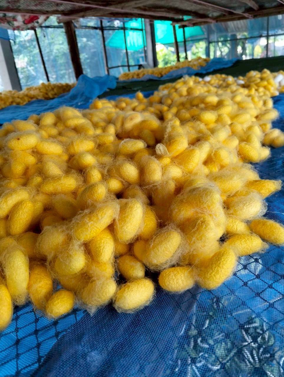 สหกรณ์การเกษตรบ้านดงกล้วย จ.กาฬสินธุ์ ส่งเสริมเลี้ยงจิ้งหรีดส่งออก ปลูกพืชสมุนไพร ปลูกหม่อนเลี้ยงไหมต้นแบบความสำเร็จสหกรณ์ในพื้นที่ คทช. “ดงกล้วยโมเดล” 11 1970828