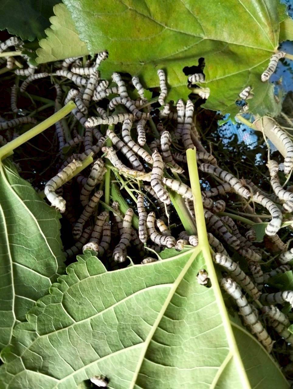 สหกรณ์การเกษตรบ้านดงกล้วย จ.กาฬสินธุ์ ส่งเสริมเลี้ยงจิ้งหรีดส่งออก ปลูกพืชสมุนไพร ปลูกหม่อนเลี้ยงไหมต้นแบบความสำเร็จสหกรณ์ในพื้นที่ คทช. “ดงกล้วยโมเดล” 12 1970849