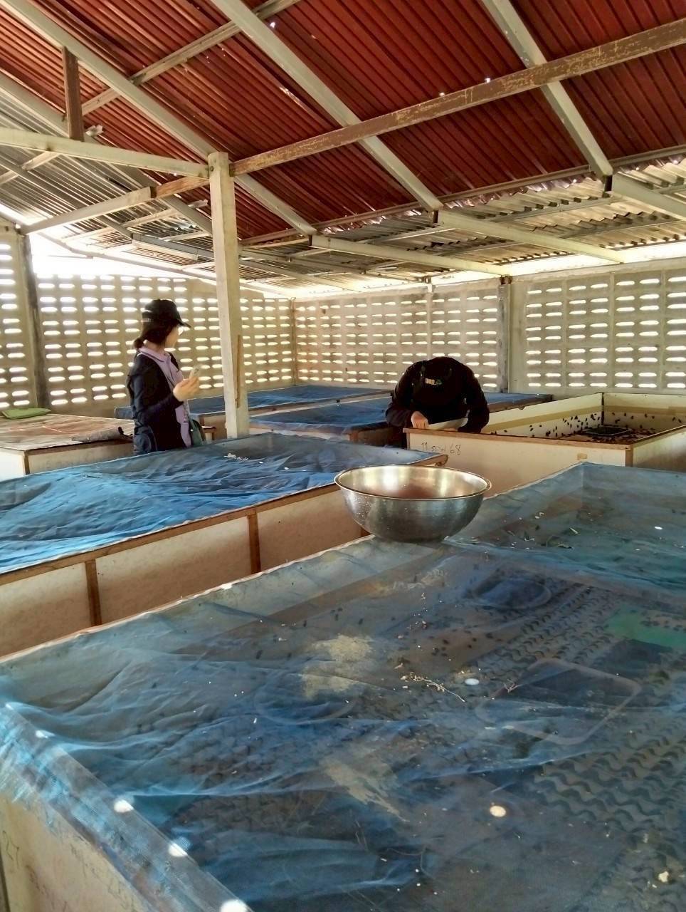 สหกรณ์การเกษตรบ้านดงกล้วย จ.กาฬสินธุ์ ส่งเสริมเลี้ยงจิ้งหรีดส่งออก ปลูกพืชสมุนไพร ปลูกหม่อนเลี้ยงไหมต้นแบบความสำเร็จสหกรณ์ในพื้นที่ คทช. “ดงกล้วยโมเดล” 13 1970850