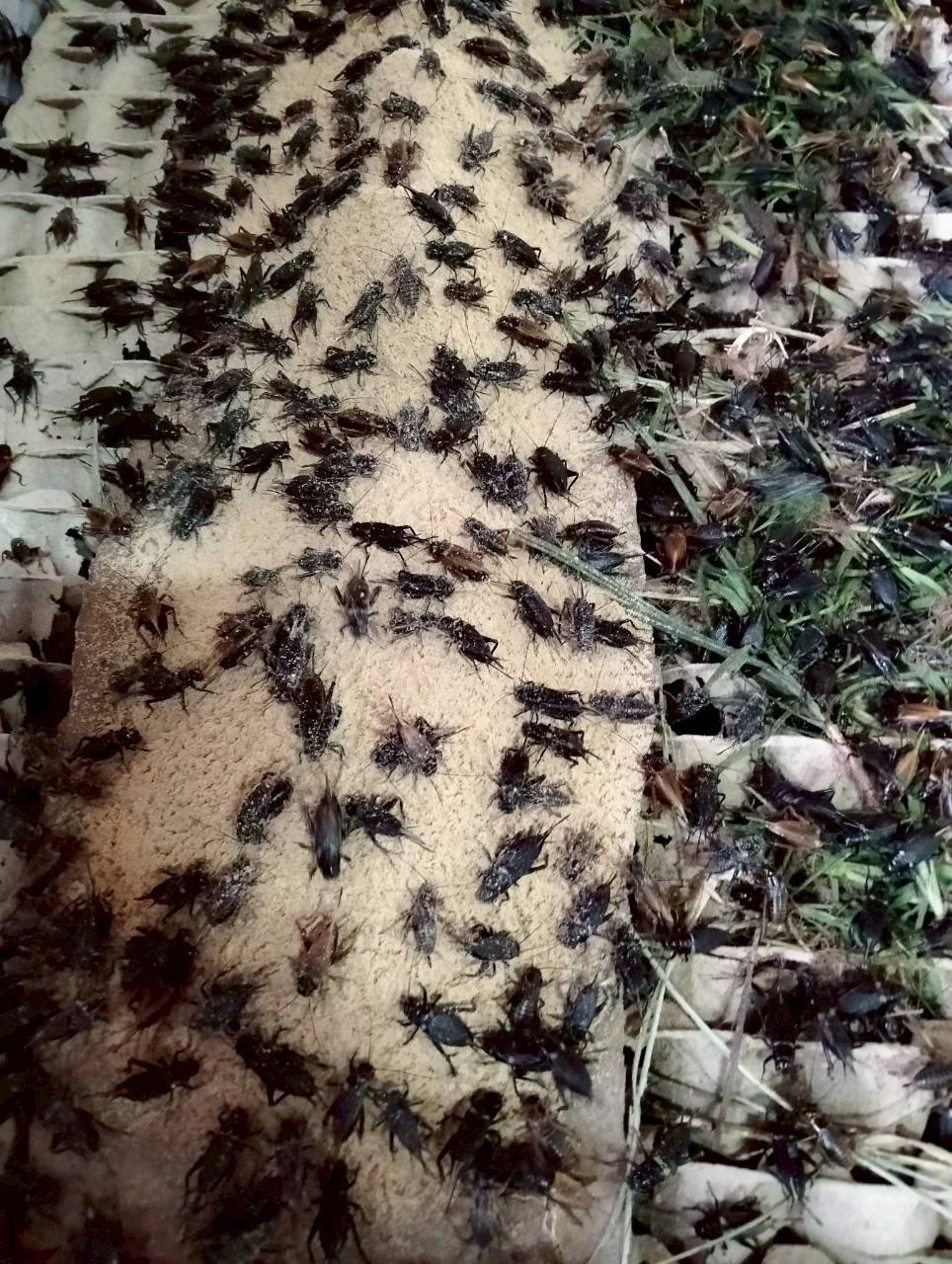 สหกรณ์การเกษตรบ้านดงกล้วย จ.กาฬสินธุ์ ส่งเสริมเลี้ยงจิ้งหรีดส่งออก ปลูกพืชสมุนไพร ปลูกหม่อนเลี้ยงไหมต้นแบบความสำเร็จสหกรณ์ในพื้นที่ คทช. “ดงกล้วยโมเดล” 14 1970851